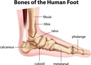 diagram showing the bones of human foot